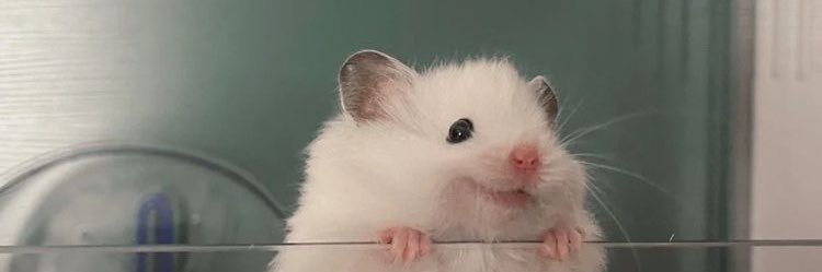 ｧﾂﾞ banner