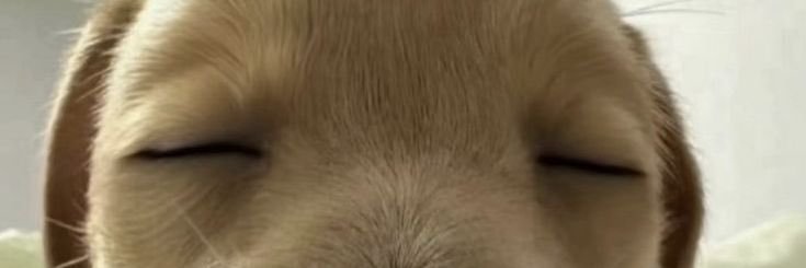 Cecí banner