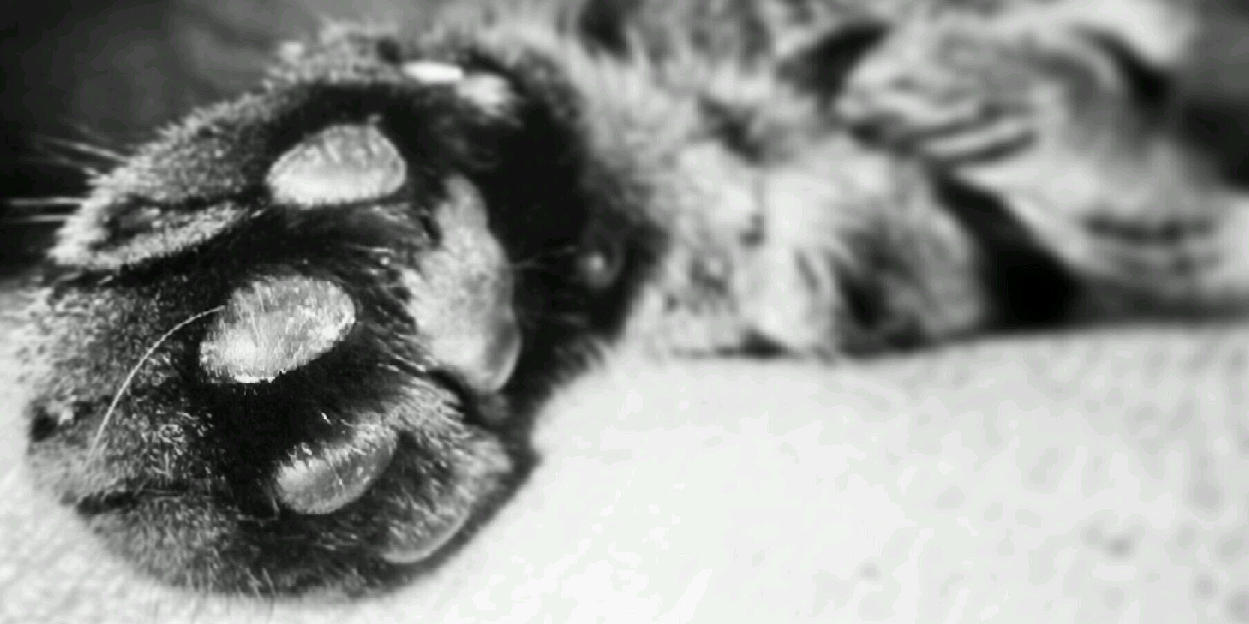 FlitzFlor's profile banner image