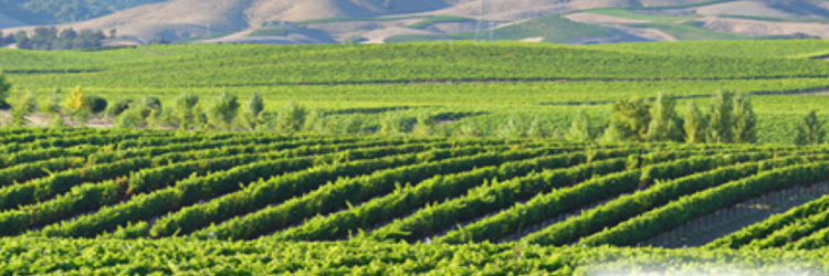 MidValleyPromos's profile banner image
