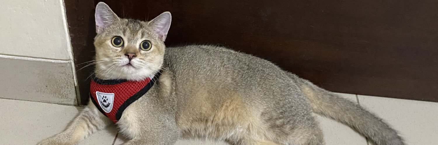 edo | JASTIP JASWAR TIKET KONSER banner