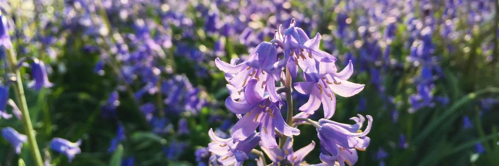 Dr. Trang TH Nguyen (she/her) banner