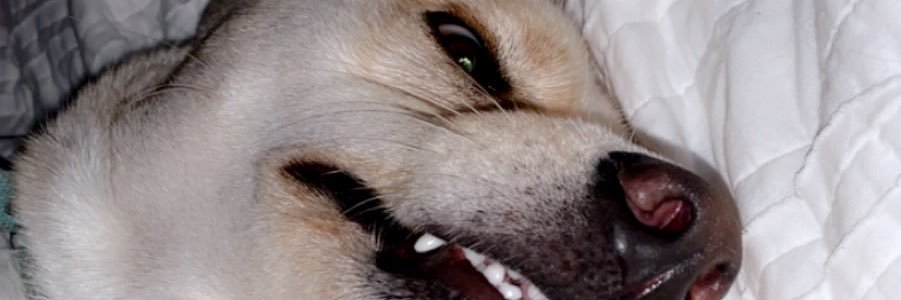 Victoria_Paige3's profile banner image