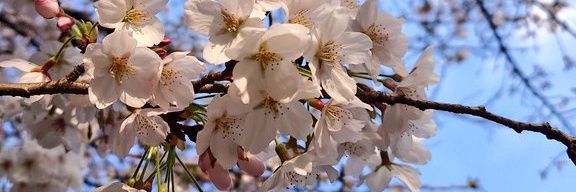 はち@お取引用 banner