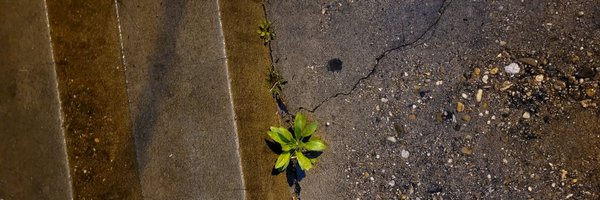 bugs2020 Profile Banner