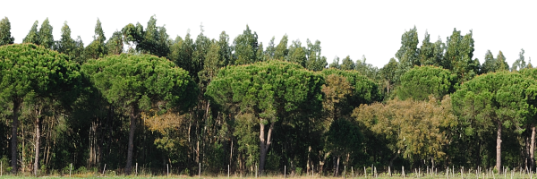 mrpramshad's profile banner image