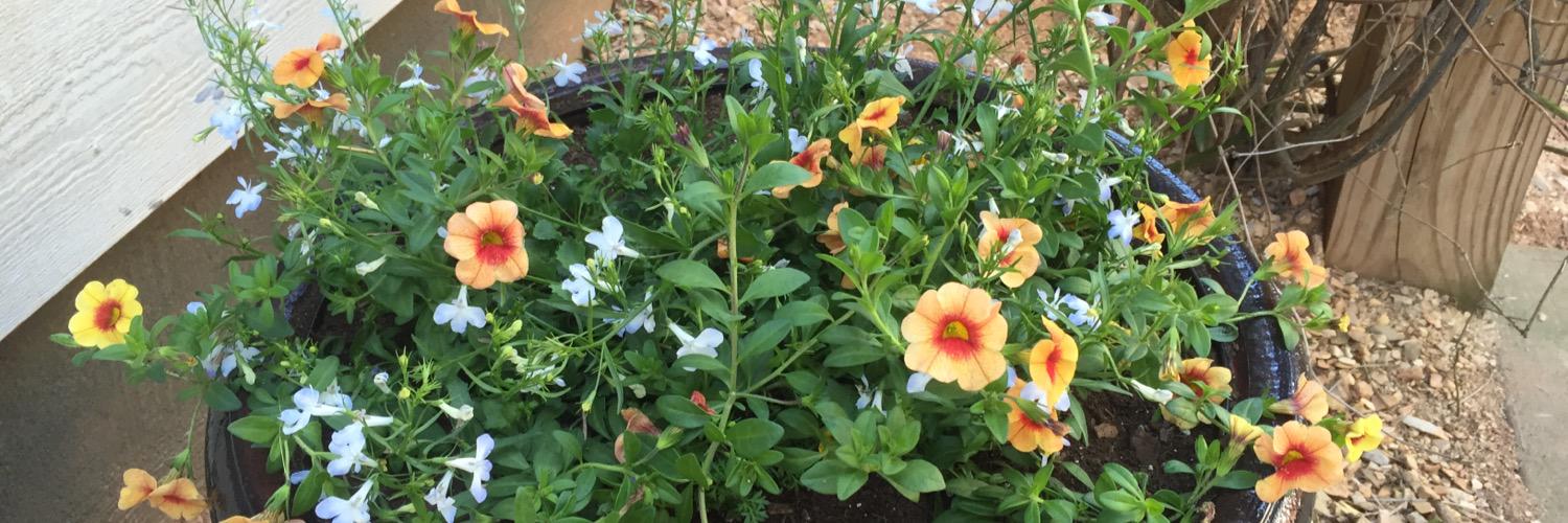 Brandi Nicholson, MD banner