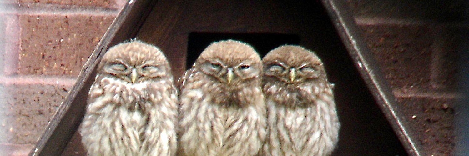 Tyttenhanger GP banner