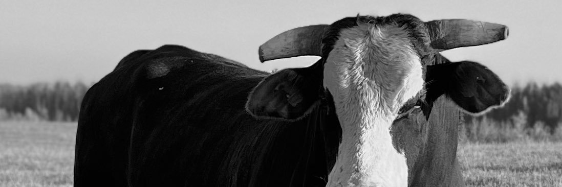 Canbuck's profile banner image