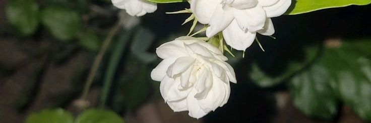_simraa_lll's profile banner image