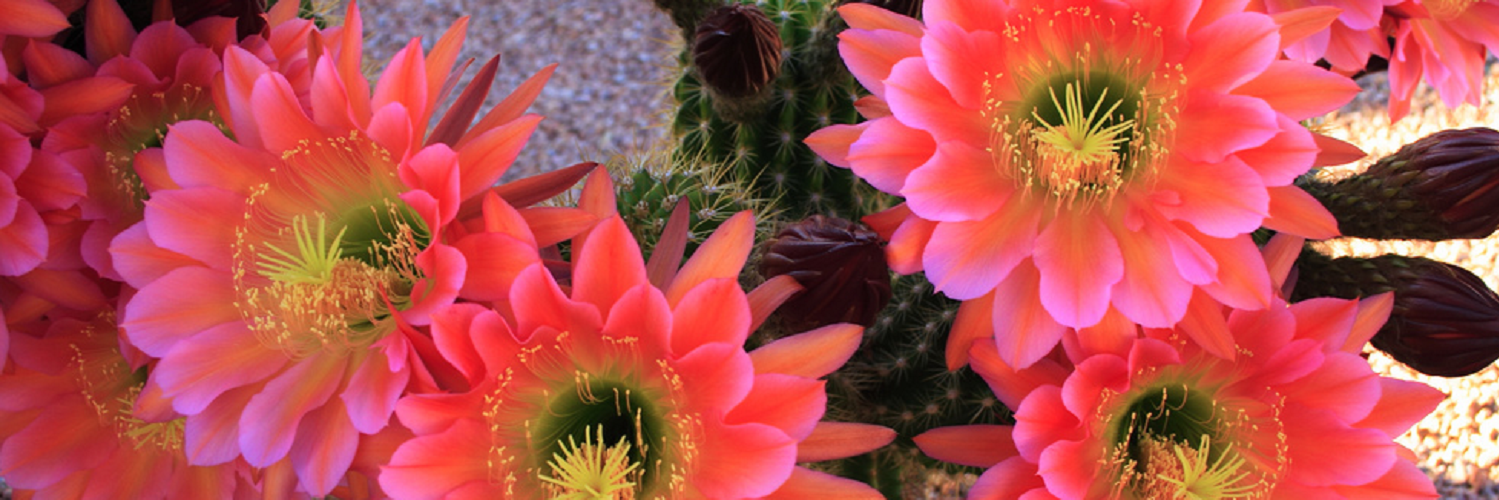 kathycook1's profile banner image