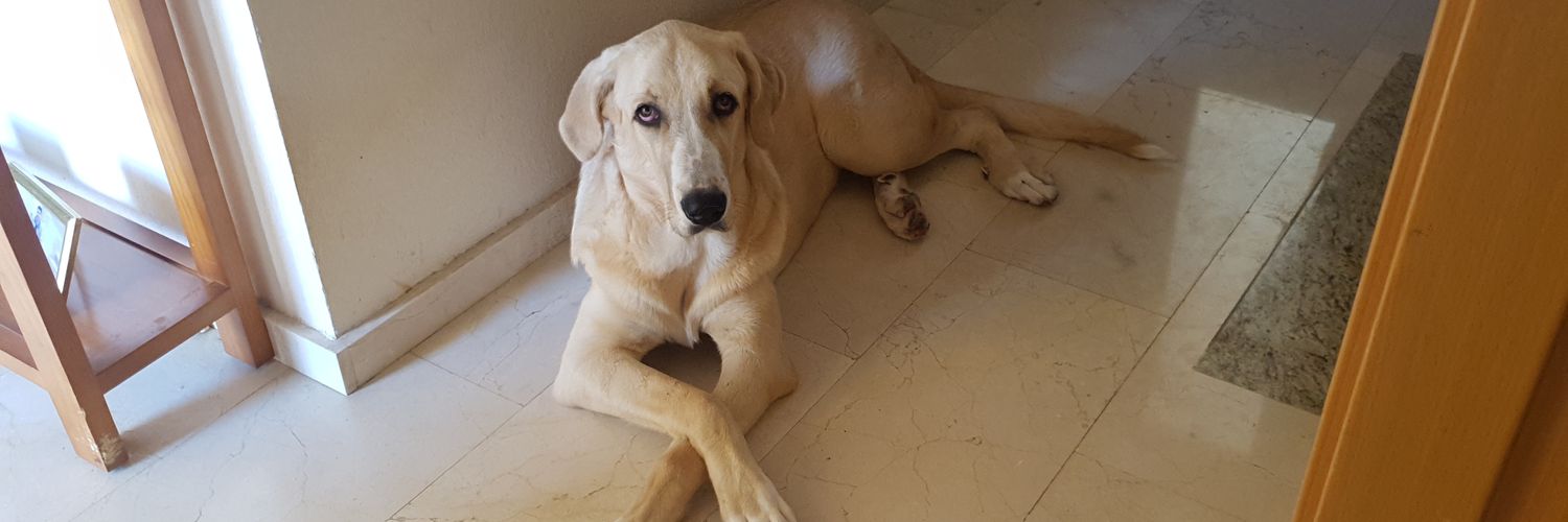 Yolanda Sión banner