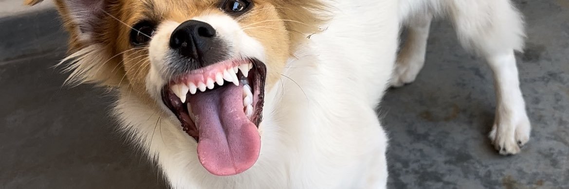 igabrielferrari's profile banner image