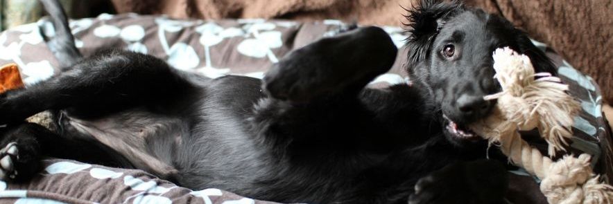 TETranquillo's profile banner image