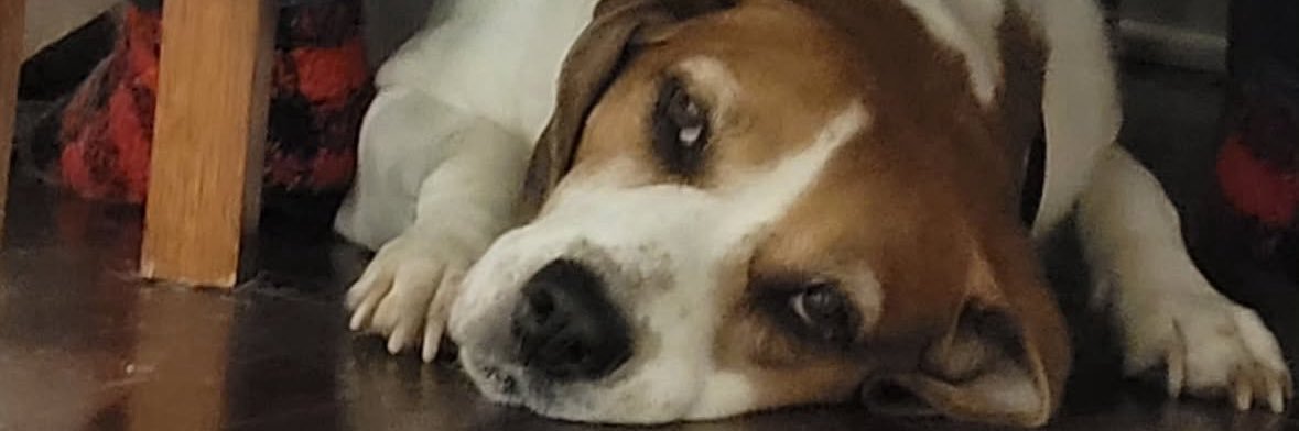 Philynxia's profile banner image
