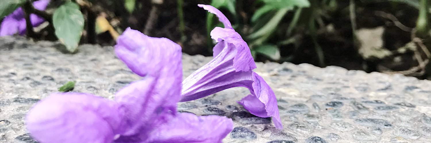 miccilopez's profile banner image