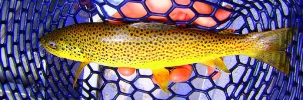 flyfishmagazine's banner
