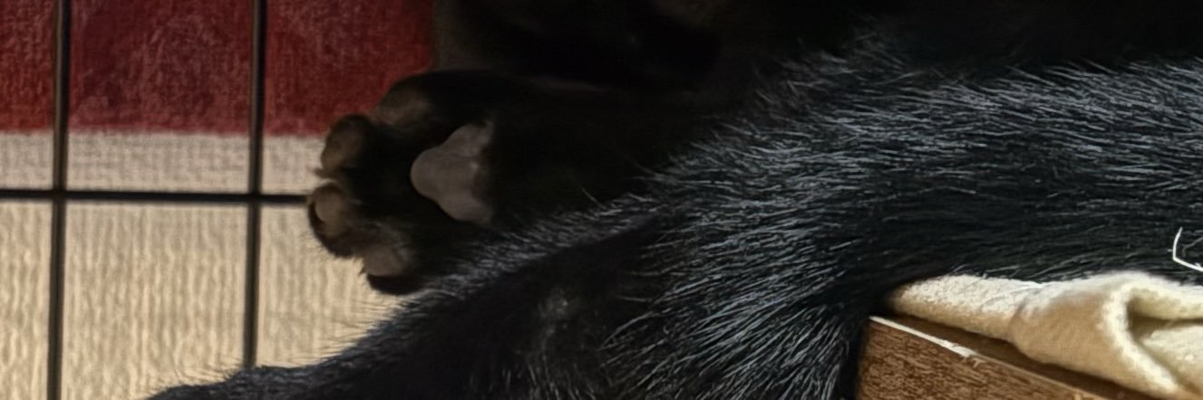 nyaa_go's profile banner image