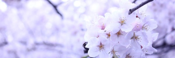 mayufujikko Profile Banner