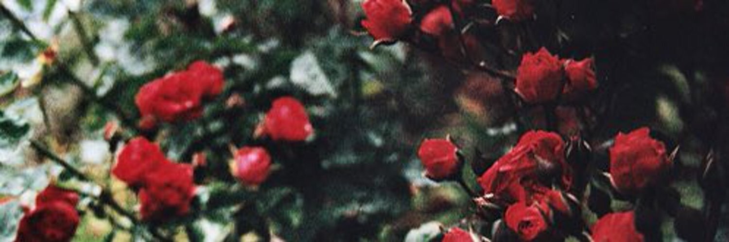sofiamarques97's profile banner image