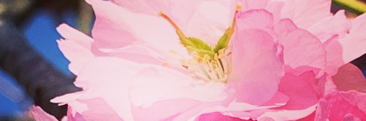 caroh's profile banner image