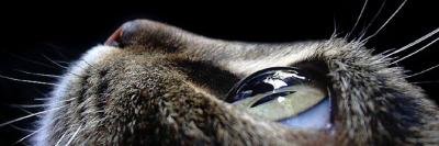 Lis311's profile banner image