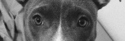 CalazaBrunno's profile banner image