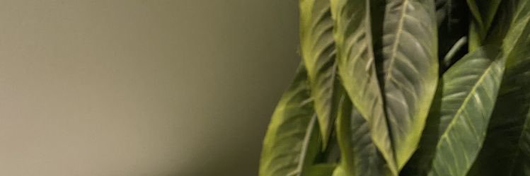 🌟 banner