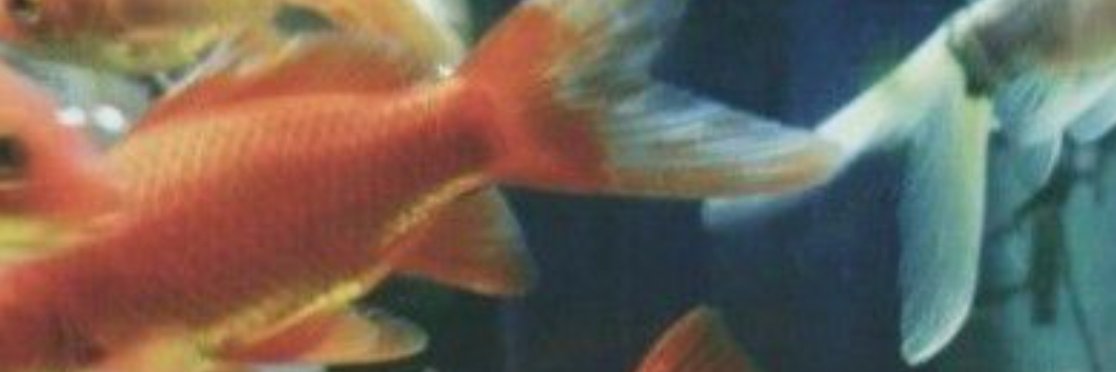 🐠Morgan 🐠's banner