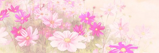 𝒜𝒾𝓈𝒽𝒾𝒶 🌸 banner