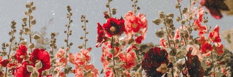 haven_holt's profile banner image