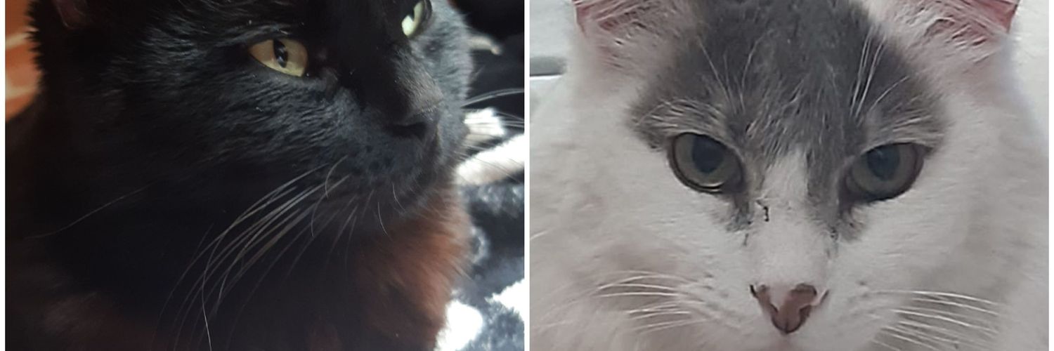 Cristhian 🐱🐱🐱🏴 banner