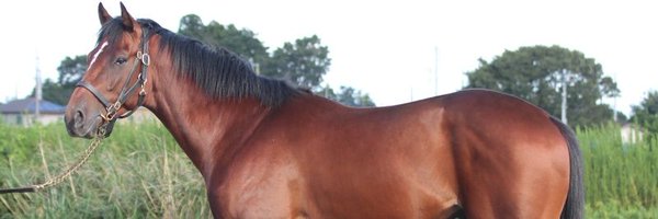 shige8969 Profile Banner