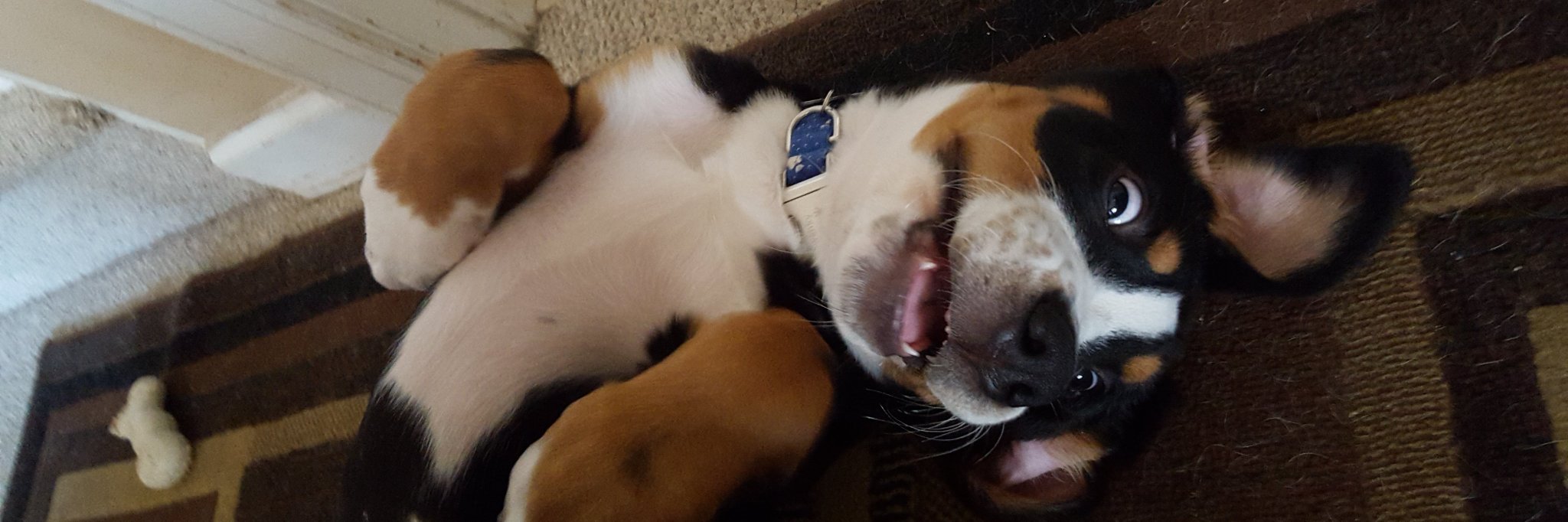 CPanther95 🇺🇸 banner