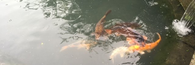 The Outlaw Chelsea Ray. banner