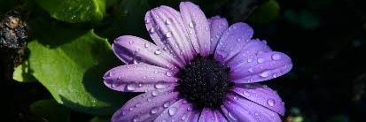 Dipali Javhed 🐉 $MON $BEYOND $BUBBLE Tabi 🟧 banner