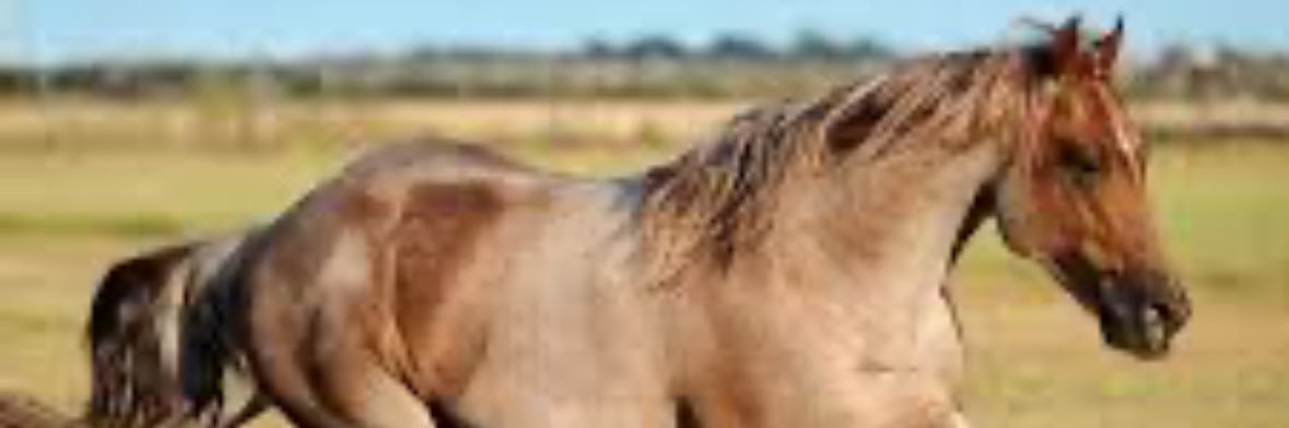 Candice Hamilton banner