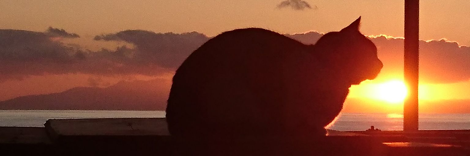 マック&シュンカナ-054🐈‍⬛🐈️ banner