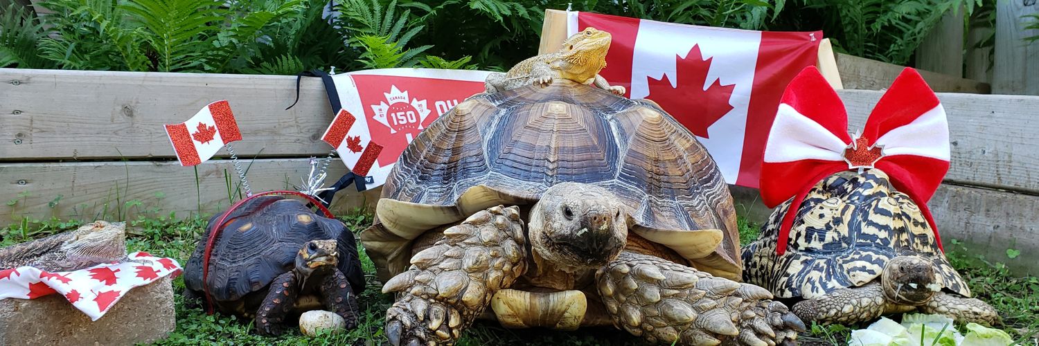 Waffles and Mango banner