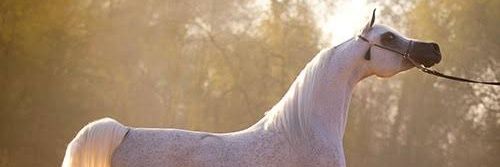frouhg's profile banner image