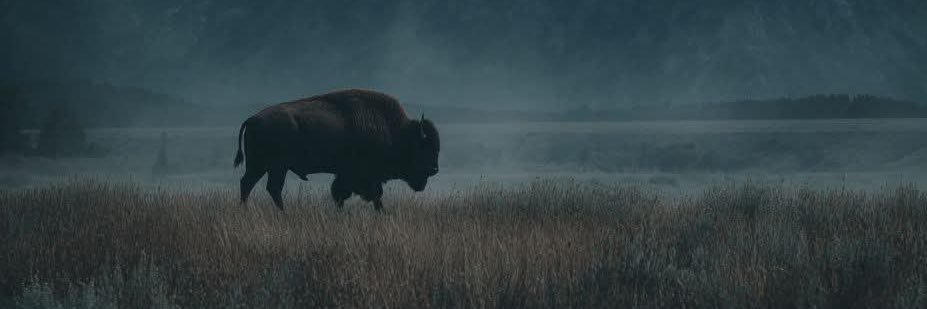 Cody Pierson banner