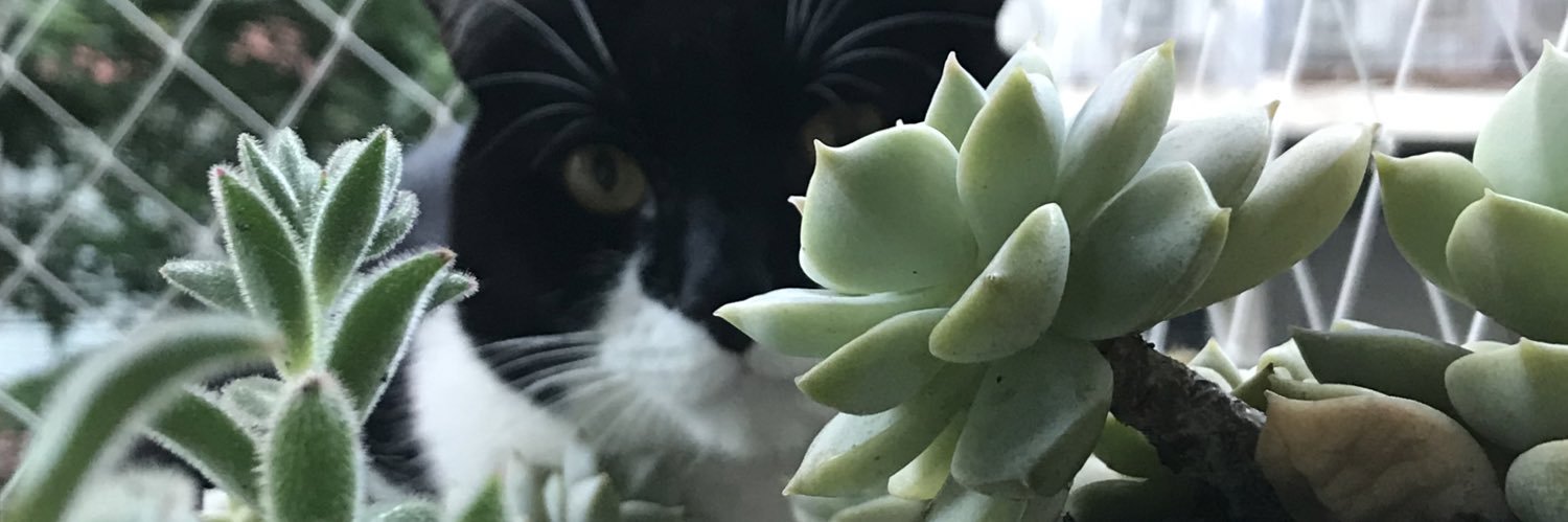 DieguezGeo's profile banner image