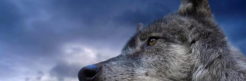 TDinibutunoglu's profile banner image