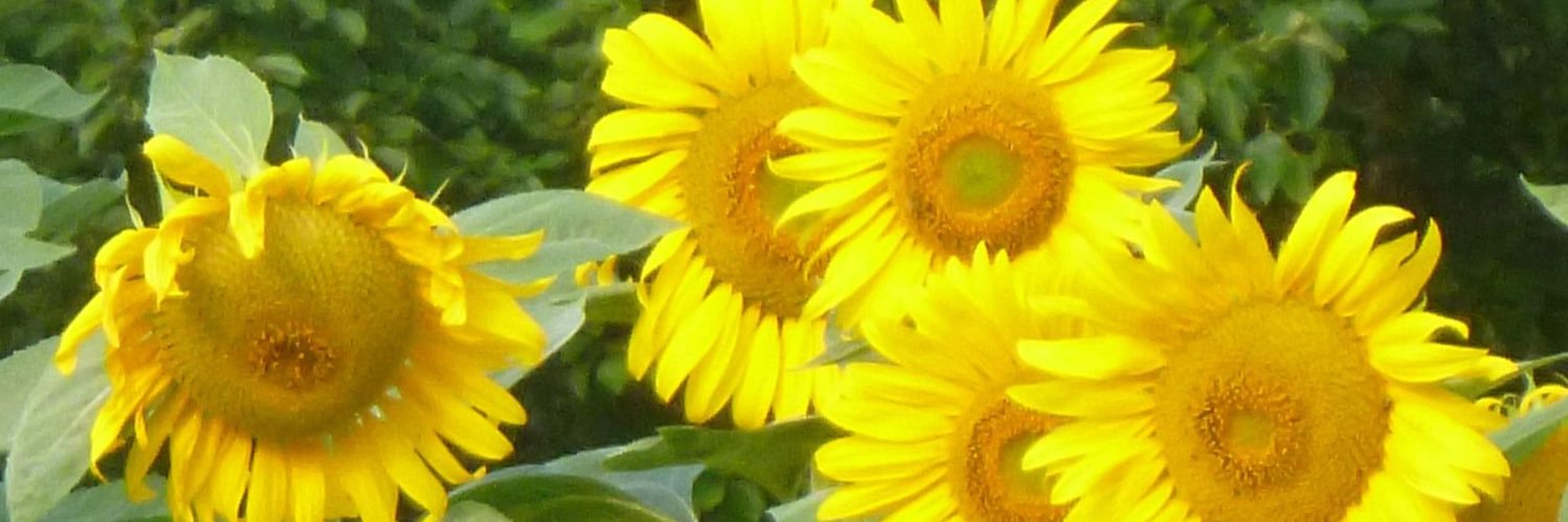 JoAnne Corrigan banner