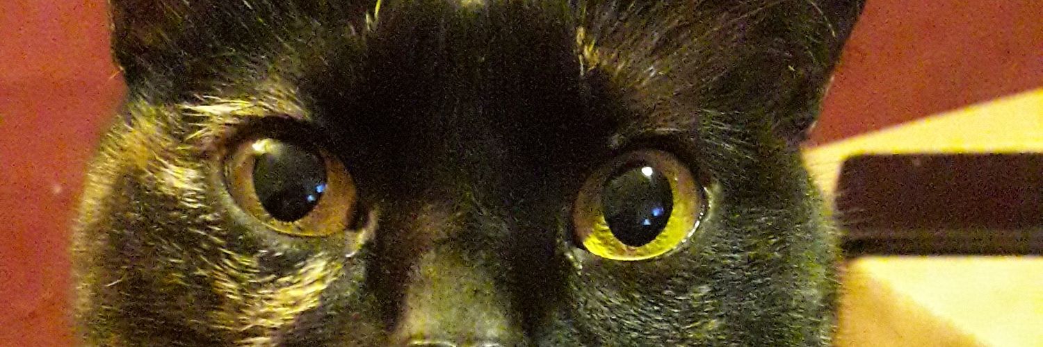 kittyngaa's profile banner image