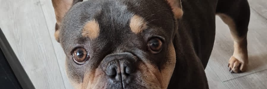 Bruno Hernández Pereira banner