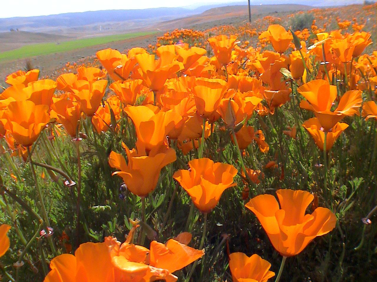 Dr. Speddoc 🏡 👩🏼‍🏫🇺🇸🍊🌴🐈‍⬛ banner