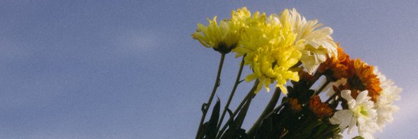 mikeemisalucha Profile Banner