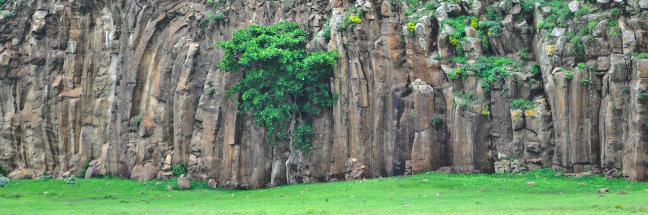 Laura WalkerMcDonald banner