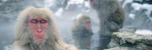 zenbaboon's profile banner image